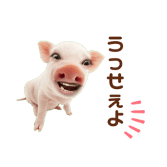 Pig_20220428193754