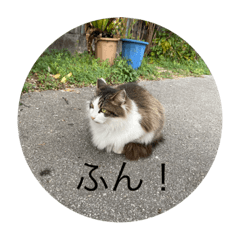 Hina_20220429093025 – LINE stickers | LINE STORE