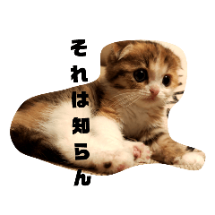 shiho_20220429091747