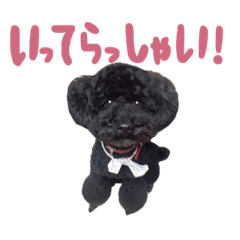 Black toypoodle is very cute!2