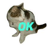uchi-no-neko