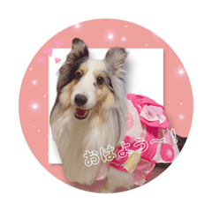 sheltie_4