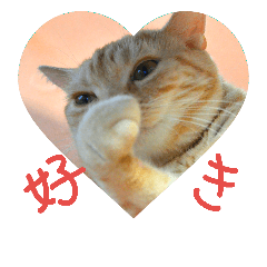 anzu cat (LOVE)