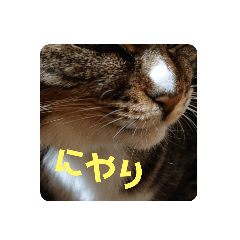 nyanko_20220429122917