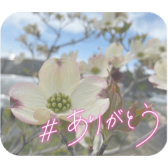 DangoDango_20220429122835