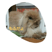 moff_rabbit