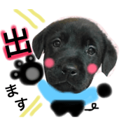 cute my dog 1