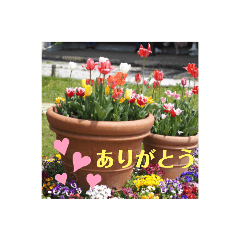Ringo_20220429151503HANALOVE