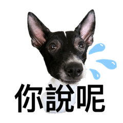 家有餓犬-點點問候圖