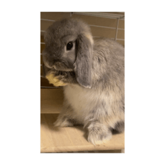 RABBIT_20220429155003