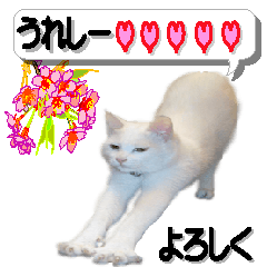 Sticker of a white cat like an angel