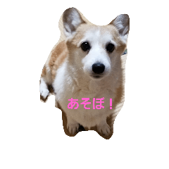 sumomo is dog