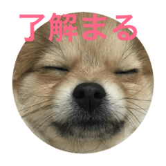 DOG@DOG@DOG