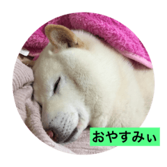 shibainuyamato