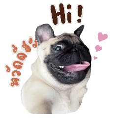 wangcai happy pug dog