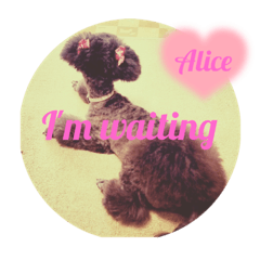 Alice0317