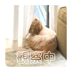 愛犬ぺろ