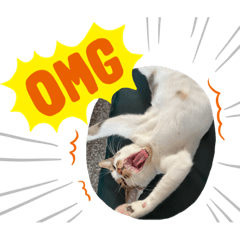 (⁎⁍̴̛ᴗ⁍̴̛⁎)可愛欸貓咪