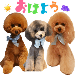 friends of toypoodle
