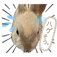 Bunny_bunny_Biby