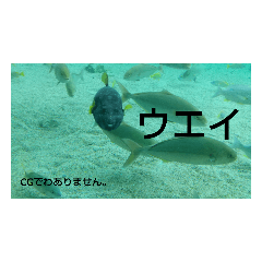 kaito_20220430184938