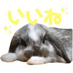 Mogu [Lop-eared Rabbit]