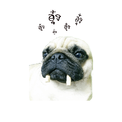 Kanoon the crazy Pug