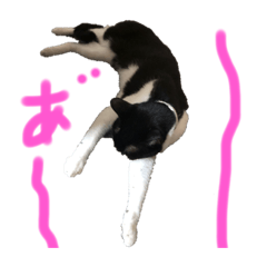 Suzu_20220430214050