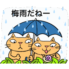 Juns cats on a rainy day
