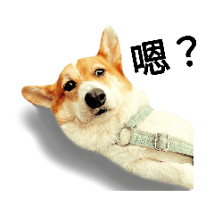 萌寵系列第一彈