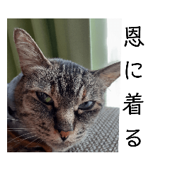 猫すた(free)