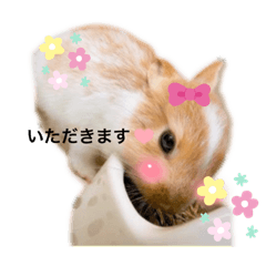ringo_20220501111037
