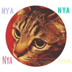 Nya!Nya!Nya!  Vol.2