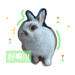 Baibai the rabbit 1