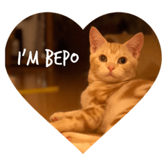 I'm Bepo