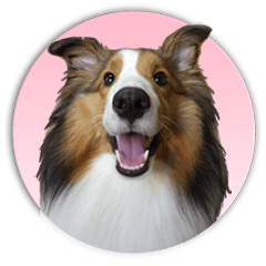 Shetland Sheepdog ''Ako''