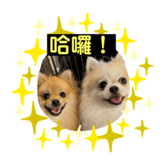 Pomeranians-DJ Life Stikers