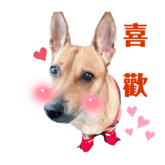 可愛沒力第一組