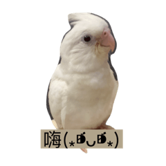 鳥鳥們！