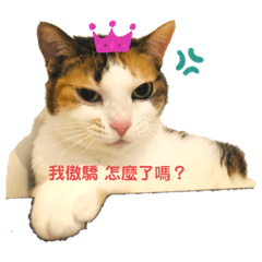 白暖暖+黑妹妹+三花嫩+虎斑呆