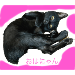 黒ちゃんの日常生活