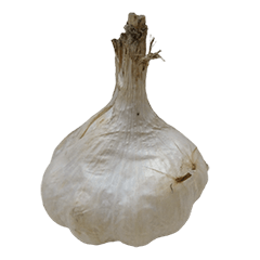 Food Series : Some Garlic #3