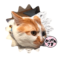 MAO Mao_20220501223252
