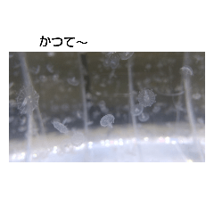 kaito_20220501190318