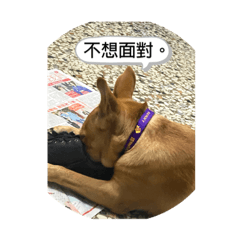 大家好我是阿寶～