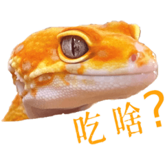 奇多是豹紋守宮
