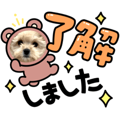 marupu komugi
