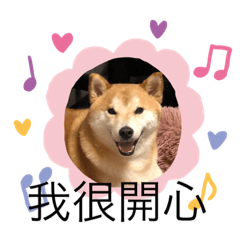 我的可愛柴寶貝