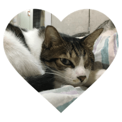 CAT is my life