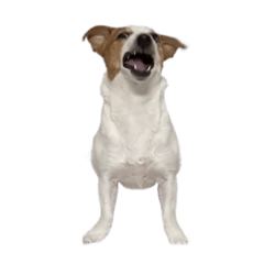 こん ちょこ